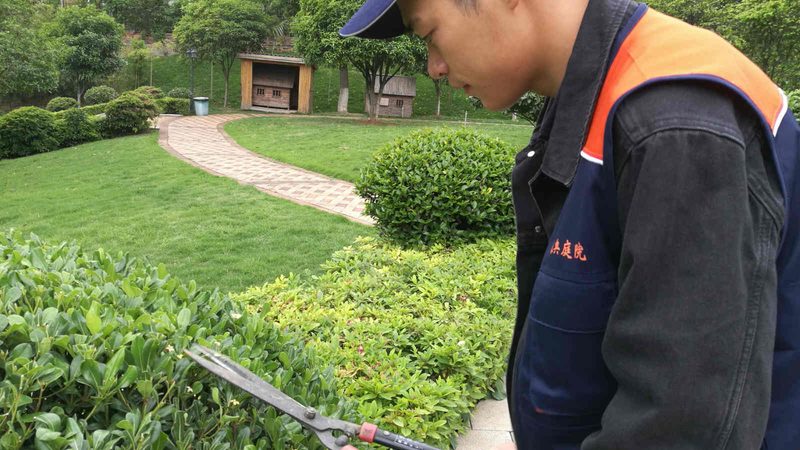 绿植租赁代理公司如何选择？揭秘行业标准与注意事项