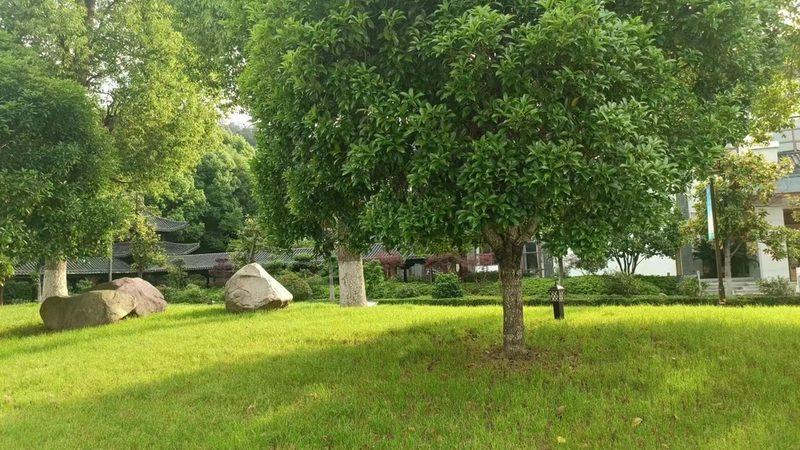 上海写字楼花卉租摆，如何选择合适的报价？**