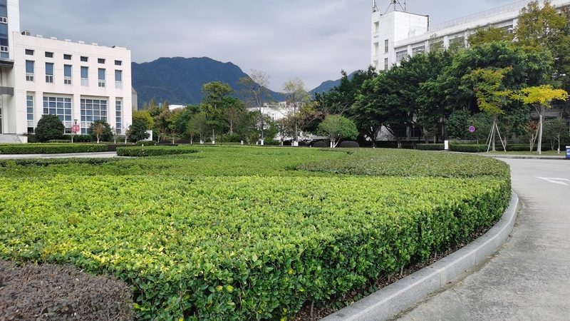 会议室植物租摆：如何打造绿色办公空间**